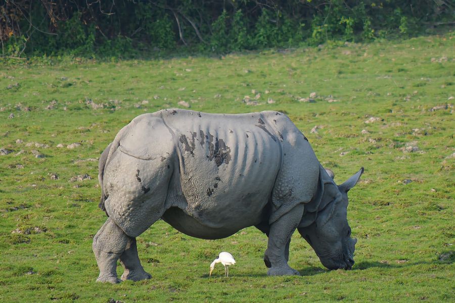 One-horned rhinoceros grazing beside a white egret on the short grass of Kaziranga
