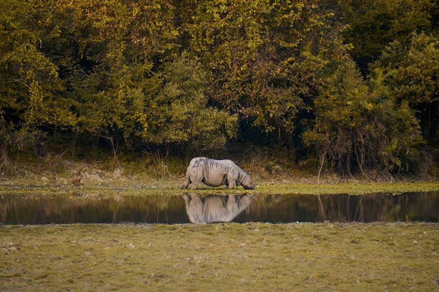 Rhinoceros drinking at a still forest pool in Kaziranga National Park, its reflection in the water