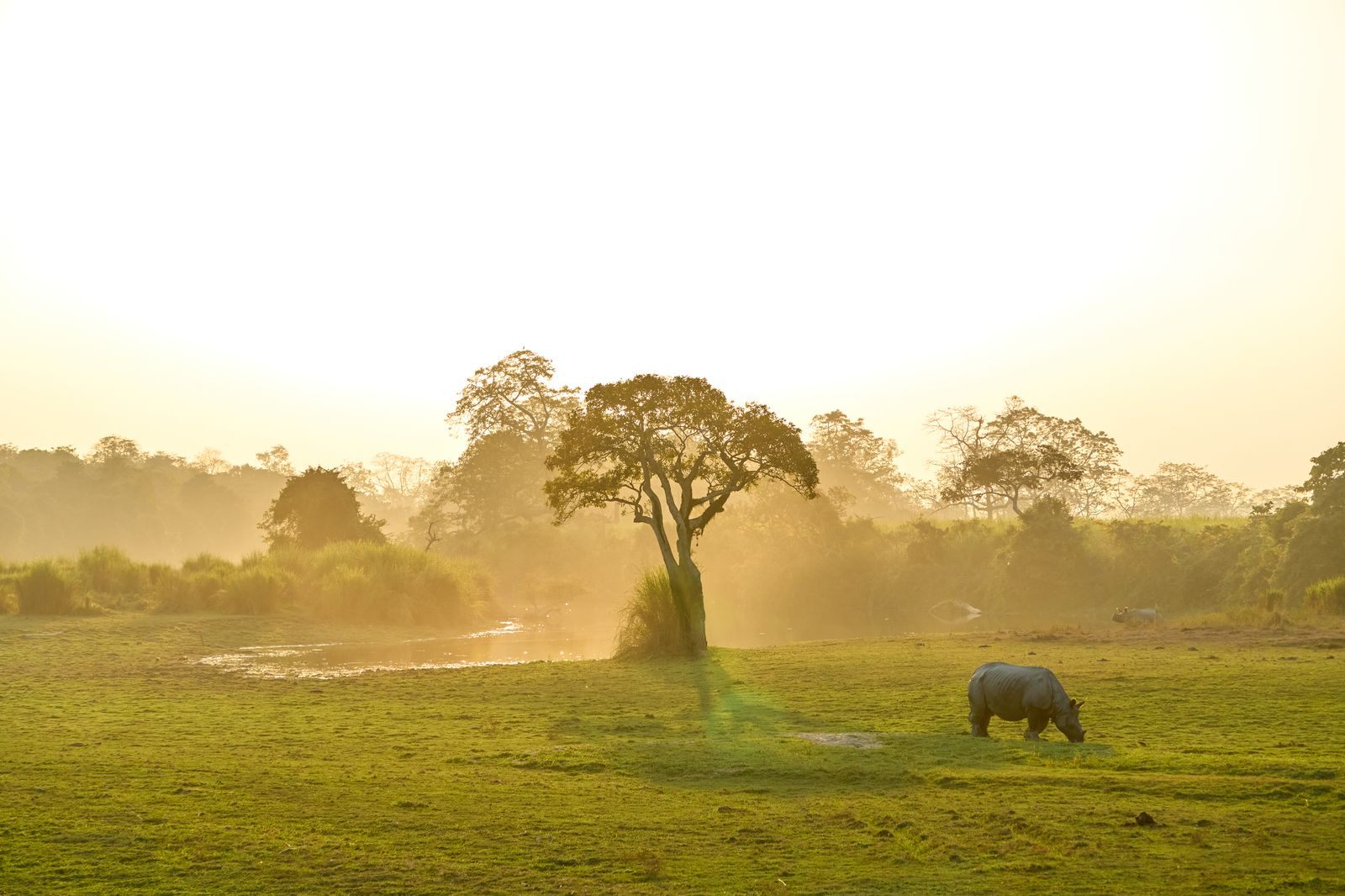 A one-horned rhinoceros grazing in golden morning light in Kaziranga National Park, the wildlife highlight of a Kaziranga river cruise