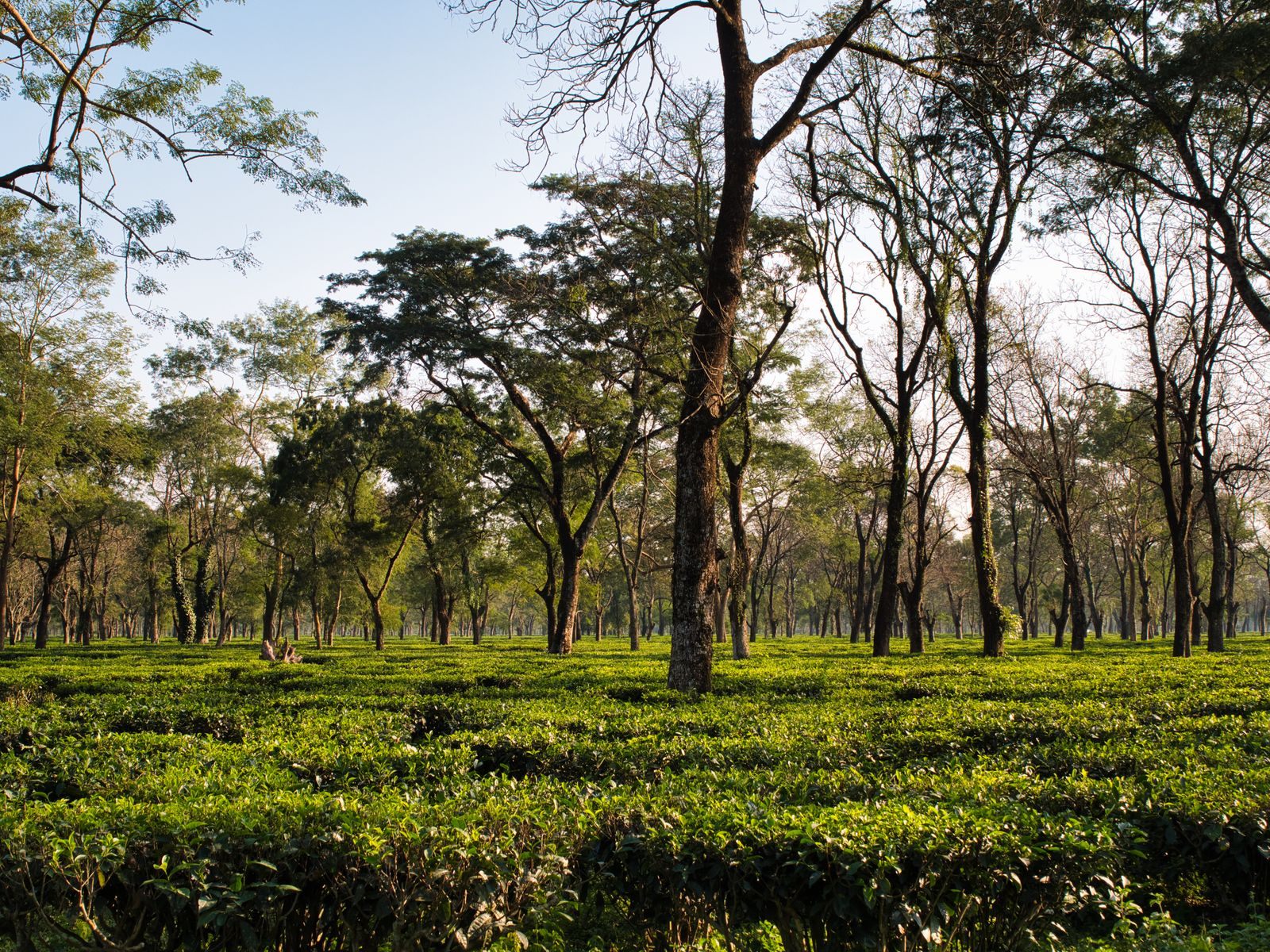 Rows of tea bushes under tall shade trees on an Assam tea estate, a regular stop on an Assam river cruise